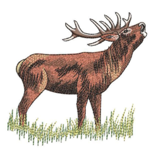 Jeleń